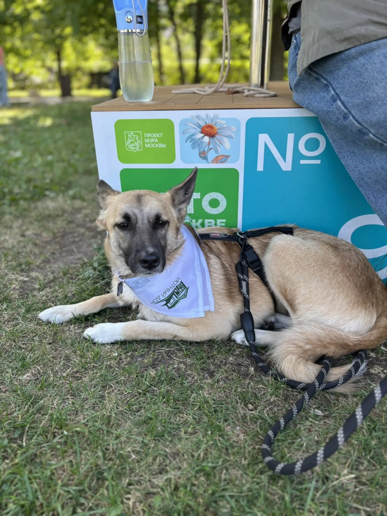 PETSHOPSDAYS_песик прилег отдохнуть.jpg