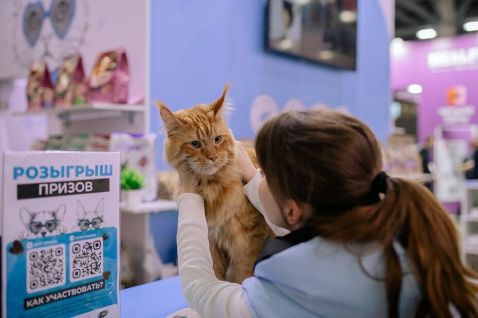Рыжий породистый кот на выставочном стенде