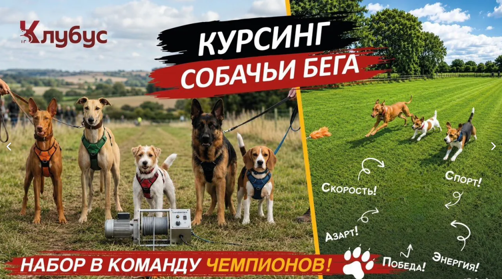 Kursing_reysing.png Kursing_reysing.png