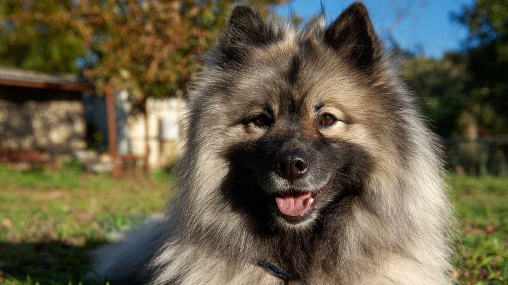 klubus_dog_breed_Wolfspitz_Keeshond_--quality_1_--stylize_100_--a (3).png klubus_dog_breed_Wolfspitz_Keeshond_--quality_1_--stylize_100_--a (3).png