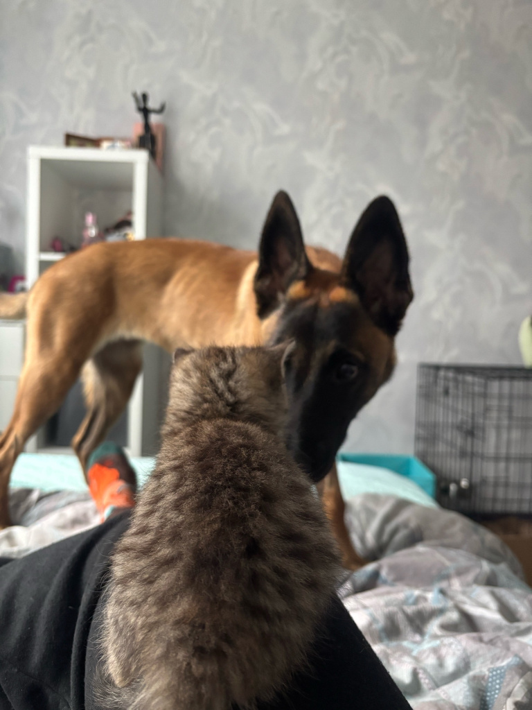 малинуа и кот.jpg малинуа и кот.jpg