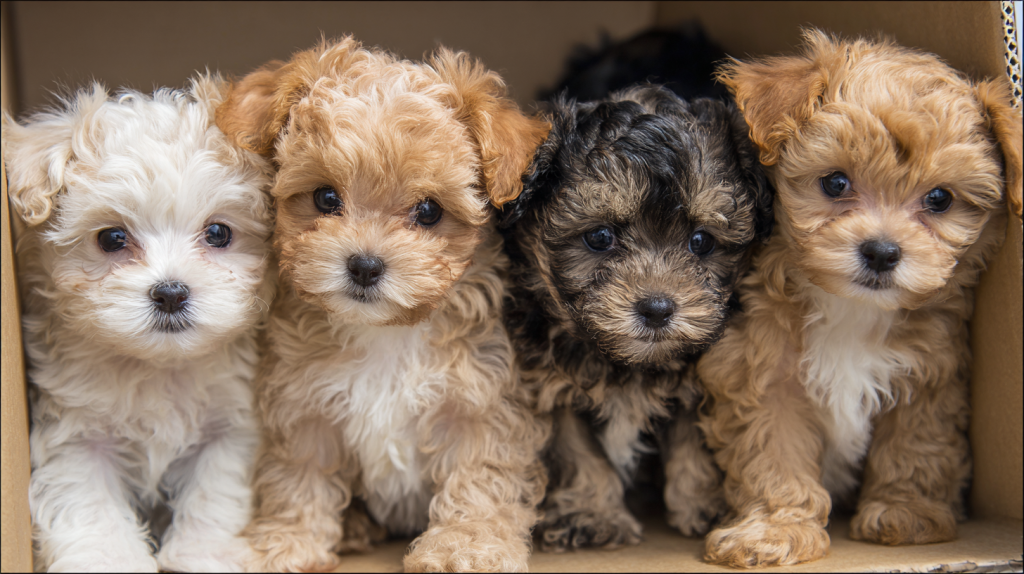 puppies-breed-maltipoo-different-natural-colors-1-100-16_9- (1).png