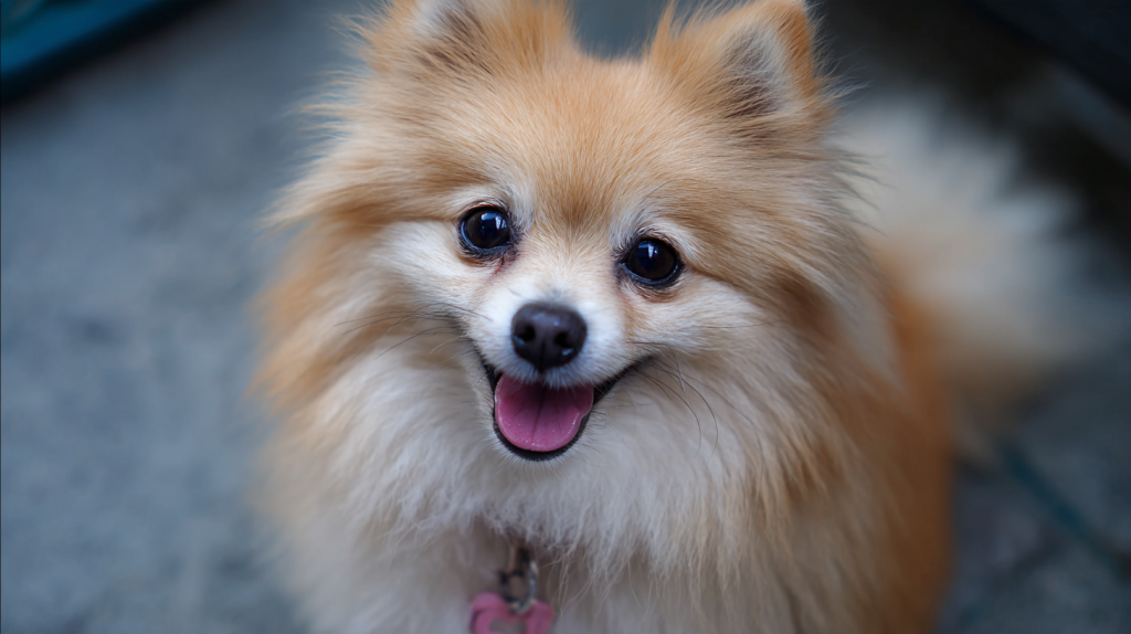dog-breed-pomeranian-spitz-mixed-with-york_-1-100-16_9-7_0 (2).png