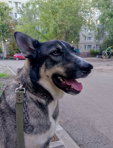 Рекс