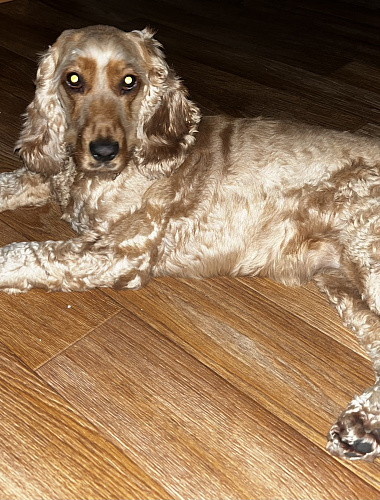 Бекки