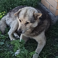 Скитается пес